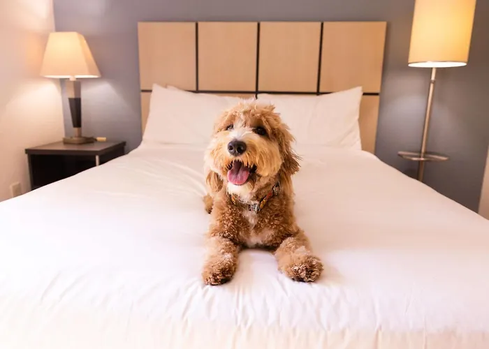 Sonesta Simply Naperville Hotel